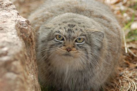 One Of Our Pallas Cats Manul Cat Pallass Cat Small Wild Cats
