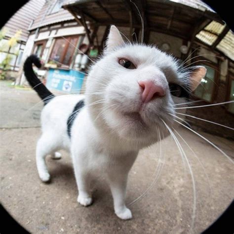 18 Curious Cats Hilariously Bumping Into Cameras Cute Cats Baby Cats