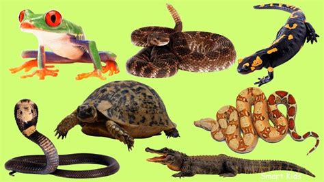 Nombres De Reptiles Y Anfibios Tipos De Reptiles