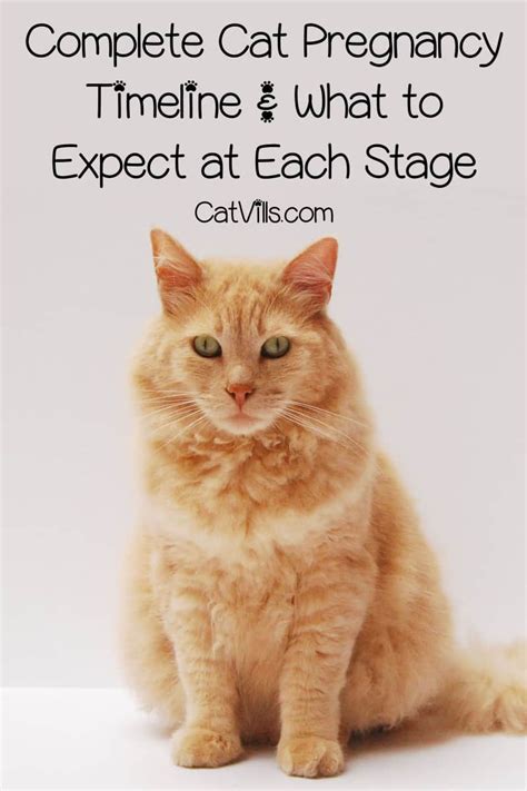Cat Pregnancy Timeline The Definitive Guide To Prepare For Birth Of