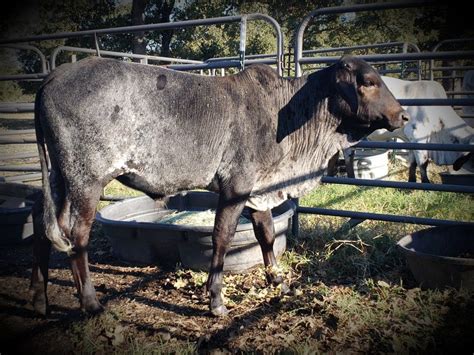 Roan Spotted Tri Color Brahma Bull Calf At The Vhr Ranch In Ledbetter