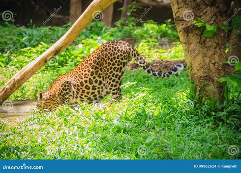 Rear Of Leopard Drinking Water At A Waterhole In The Forest Leo Stock
