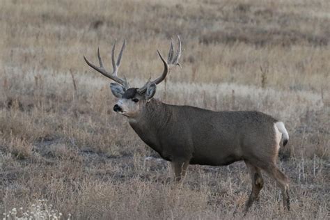 Big Mule Deer Buck A Photo On Flickriver