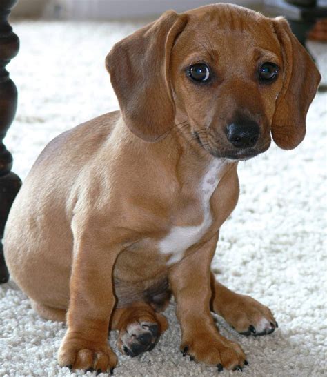 Beagle Dachshund Mix Puppies Picture Dog Breeders Guide