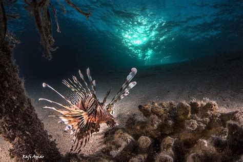 The Lionfish Lion Fish Underwater Life
