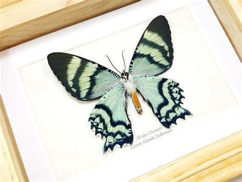 It is known from the maluku islands, including seram island and for faster navigation, this iframe is preloading the wikiwand page for alcides orontes. Framed Alcides Orontes Day Flying Swallowtail Moth Taxidermy High Quality A1