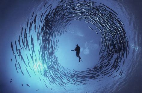 School Of Deep Sea Diving Breathtaking Underwater Photos Capture