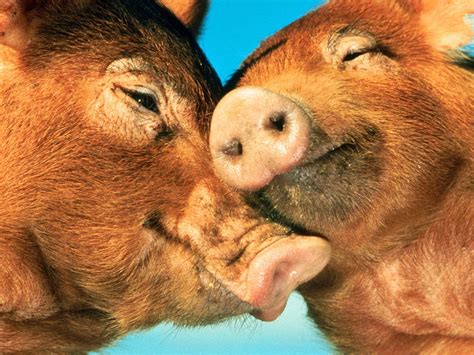🔥 Free Download Pig Wallpapers Fun Animals Wiki Videos Pictures Stories