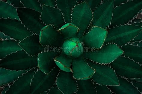 Top View Of Dark Green Leaves Agave Univittata The Thorn Crested