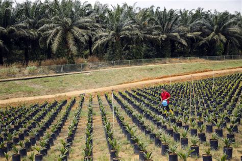 Palm oil is the most consumed oil in the world. Malaysia to cap oil palm growing