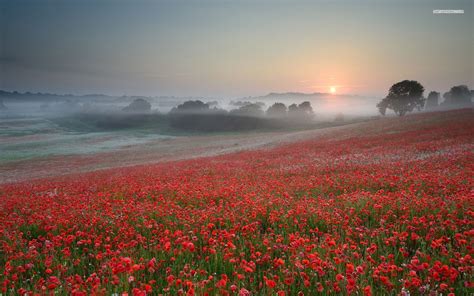Field Of Poppies Wallpaper 50 Images