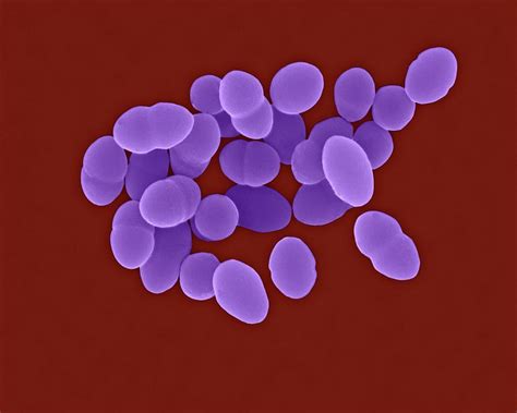 Streptococcus Pneumoniae Electron Micrograph
