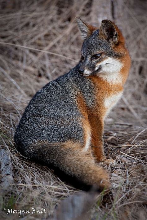 Santa Cruz Island Fox Urocyon Littoralis Santacruzae Fox Fox