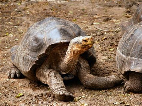 Of all the scientists to visit the galapagos islands, charles darwin has had the single greatest influence. Dome-shelled giant tortoise at the Charles Darwin Centre ...