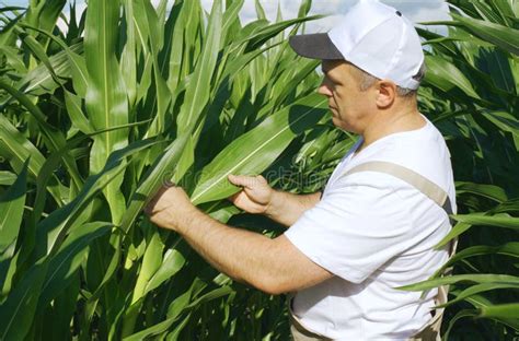 a farmer inspects a field with growing corn looks at the leaves stock image image of farming