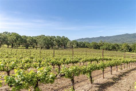 There are about 736 grapes in a bottle of wine. Ever wonder how many bottles of wine are made from 1 acre ...