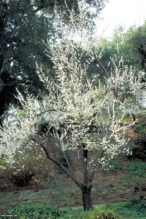 Free for commercial use no attribution required high quality images. Growing Flowering Apricot Trees | HGTV