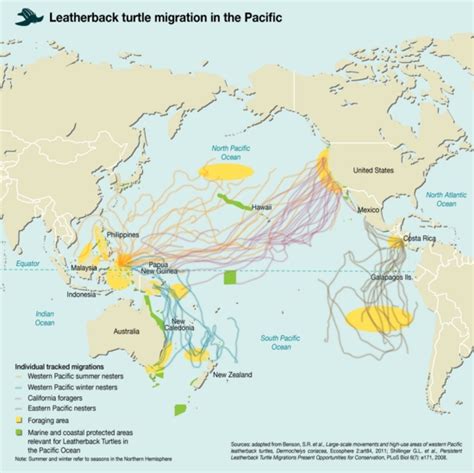 Leatherback Turtle Migration In The Paciﬁc Grid Arendal