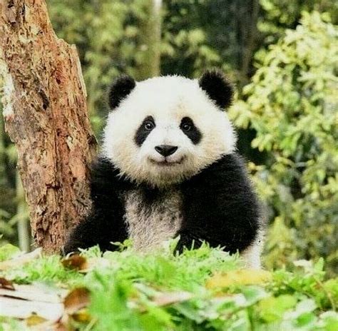 Babypandabears Babypandas In 2020 Baby Panda Bears Cute Animals
