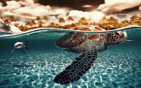 Turtle Wallpapers Top Free Turtle Backgrounds Wallpaperaccess