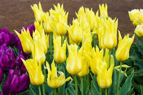 Yellow Tulip Bulbs In Flower High Quality Nature Stock Photos