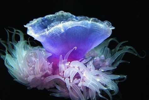 Crown Jellyfish Underwater World Pinterest