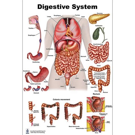 Digestive System Poster Printable