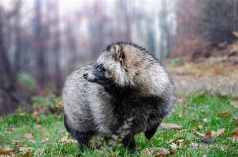 Raccoons And Raccoon Dogs Are Expected To Expand Their Ranges In Europe
