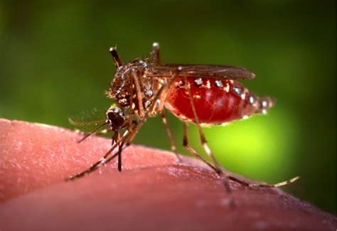 Situación de virus Zika en Latinoamérica EPI Departamento de Epidemiologia