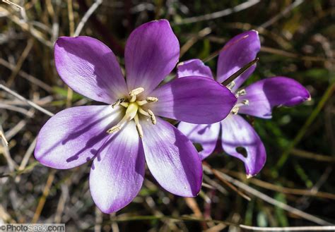 Purple Gentian Flower Gentianella Risticha Cordillera Blanca Andes