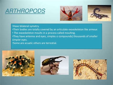 Types of invertebrates