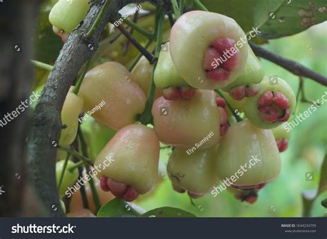 Fresh Syzygium Aqueum Watery Rose Apple Stock Photo 1644234799