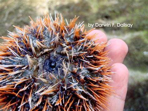 Sirang Lente Edible Sea Urchin Puerto Galera