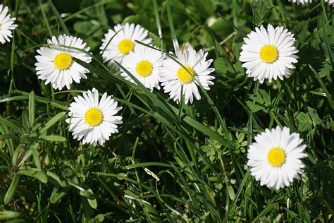 Free Images Nature Grass Outdoor Field Lawn Meadow Flower