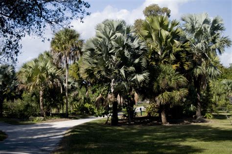 Palms And Palmettos Clippix Etc Educational Photos For Students And