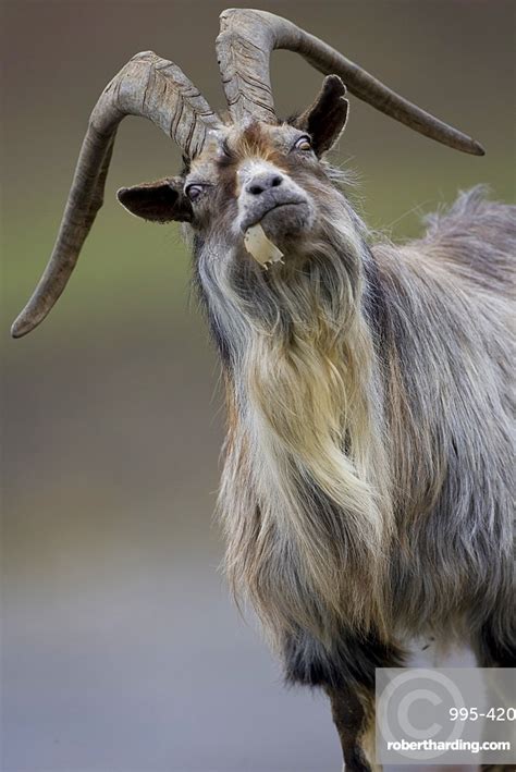 feral goat capra hircus eating stock photo