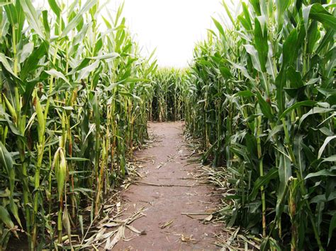 Diamond C Corn Maze Visit Florida Farms