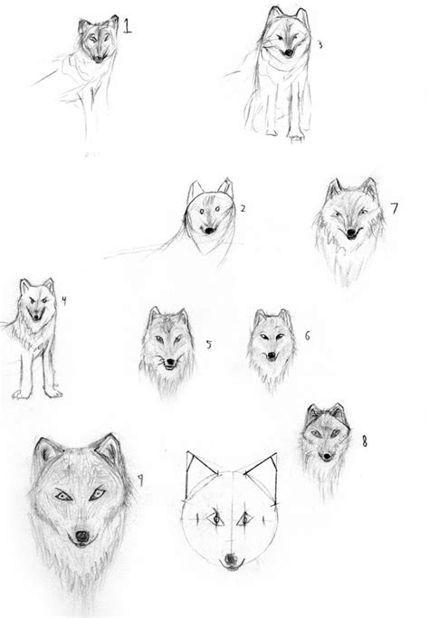 Wolf S Head Drawing Practice By Benrr On Deviantart