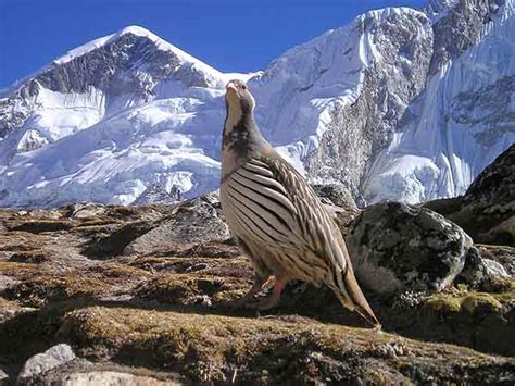 Nepal Himalayas Bird Fin Web Good Nature Travel Blog
