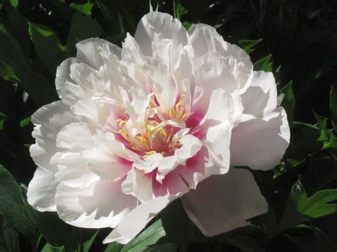 Cora Louise Intersectional Itoh Peony Cricket Hill Garden