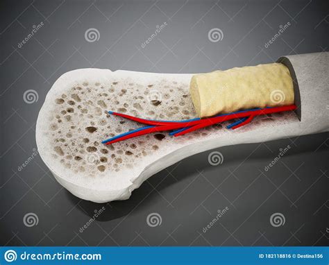 Note the scleral ossicle (arrow), which is a ring of bone that surrounds and supports the eyeball within the orbit. Cross Section Of A Human Bone Showing Bone Marrow, Spongy ...