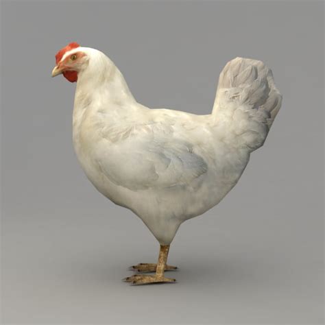 Поставь кура. Белая курица. Курица 3д. Курица модель. Курица 3д модель.