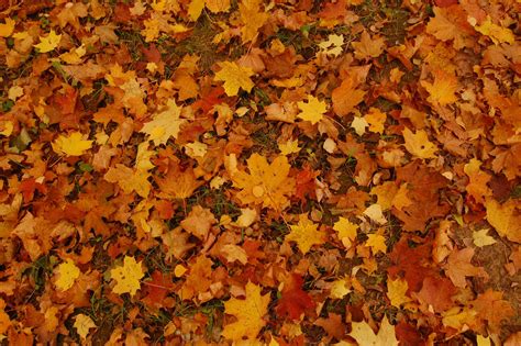 Texture Autumn Leaves By Ooori On Deviantart