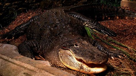 Bbc Radio 5 Live In Short 15 Foot Alligator Strolls Across Florida