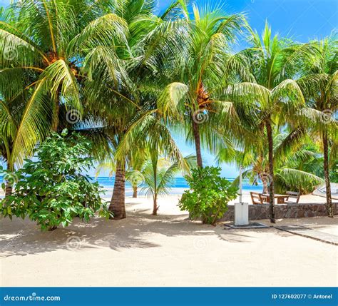 Pictorial Scene Of The Tropical Beach With White Sand And Palm Trees Mahe Seychelles Stock