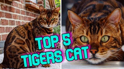 Top 5 Cats That Look Like Tigers Leopards And Other Wild Felines Youtube