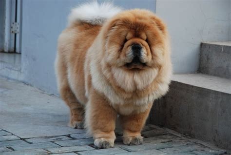 unusual  unique dog breeds  china