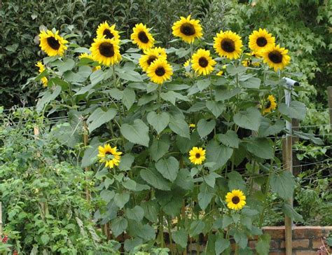 5 Foot Sunflowers Need A Lot Of Support Use Stakes And
