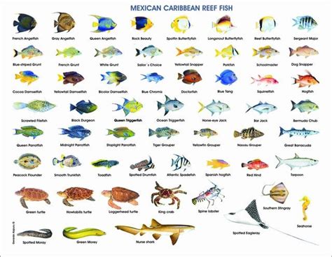 Pin By Andrea Hugo On Cozumel 7 Fishes Cozumel Places To Travel