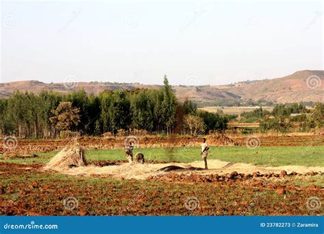 Ethiopian Agriculture Editorial Stock Photo Image Of Agrigulture